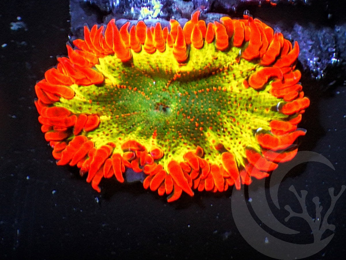 BBQ Ribs Rock Anemone