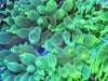 Lime Bubble Anemone - WYSIWYG