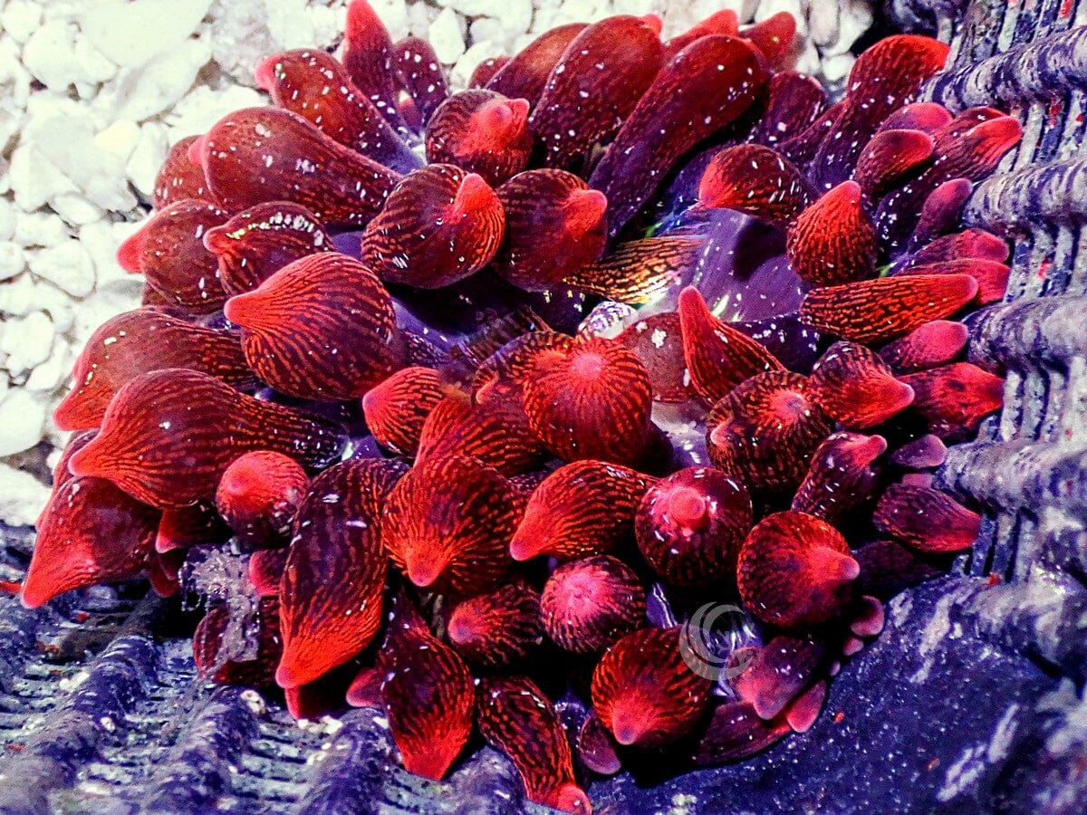 Speckled Bubble Anemone - WYSIWYG