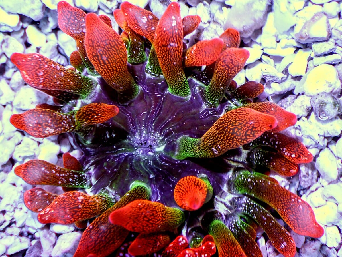 Black Widow Bubble Anemone