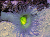 Ghost Tube Anemone