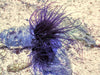 Dark Purple-Black Tube Anemone