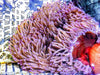 Purple Heteractis magnifica Anemone