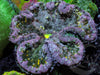 Tongan Carpet Anemone