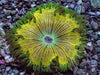 Lemon Drop Rock Anemone