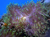 Green tip Heteractis magnifica Anemone - WYSIWYG