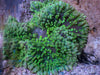 Green Heteractis malu Anemone