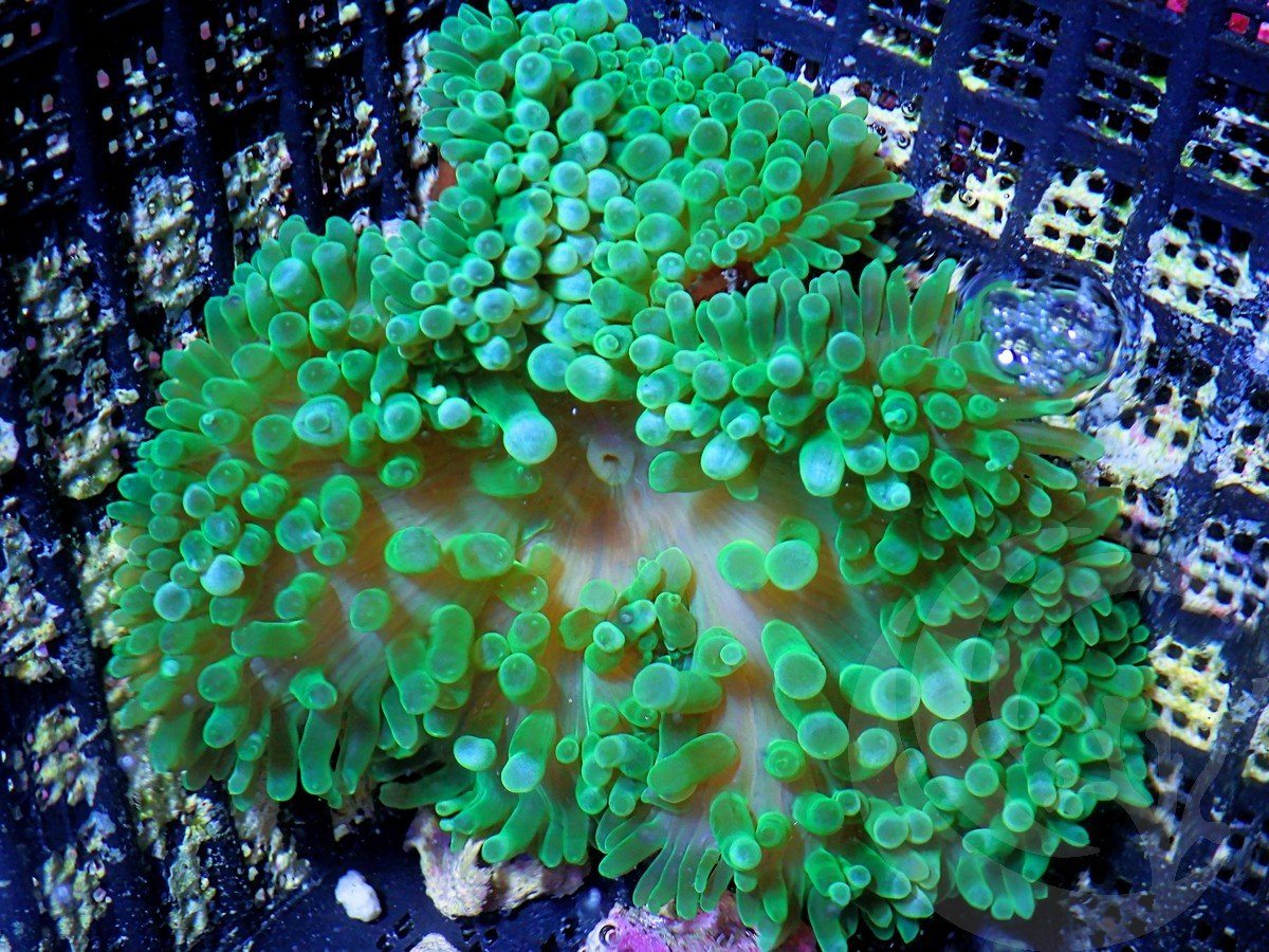 Green Bubble tip Anemone