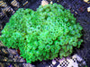 Lime Bubble tip Anemone