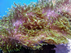 Lime tip Heteractis magnifica Anemone