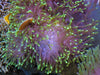 Lime tip Heteractis magnifica Anemone