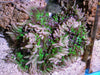 Bright Lime Purple Tip Heteractis malu Anemone