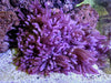 Bright Purple Heteractis crispa Anemone