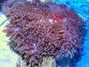 Purple Heteractis magnifica Anemone