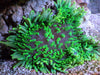 Bright Lime Heteractis crispa Anemone