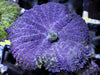 Blue-Purple Rhodactis Mushroom