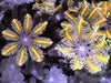 Yellow-Gold Striped Clove Polyps