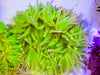 Electric Lime Long Tentacle Anemone