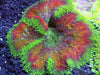 Maxi Mini Carpet Anemone