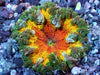 Frosted Tangerine Twister Rock anemone