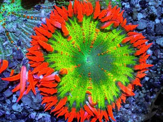 Jingle Bells Rock Anemone