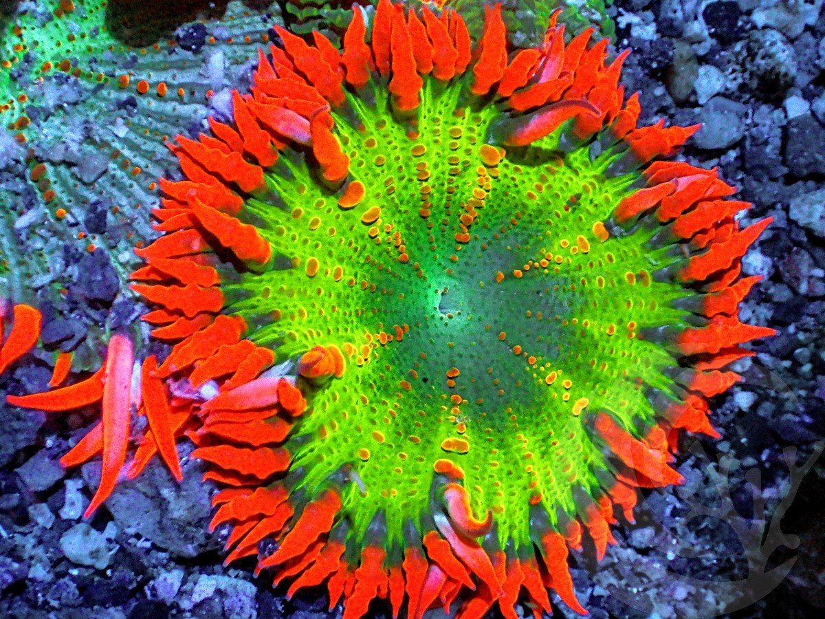 Jingle Bells Rock Anemone