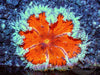 Frosted Cherry Rock Anemone