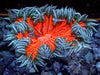 Frosted Cherry Rock Anemone