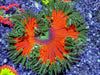 Christmas Wreath Rock Anemone