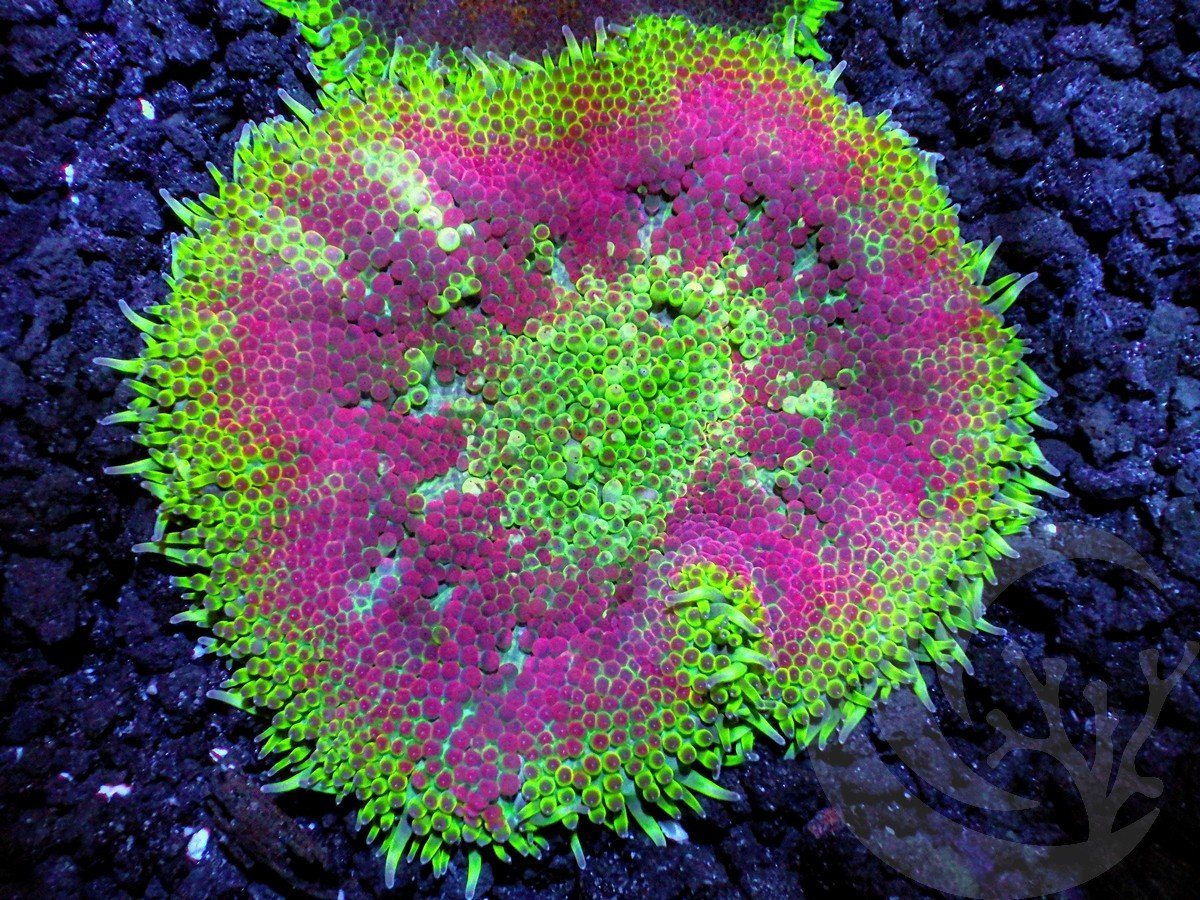 Maxi Mini Carpet Anemone