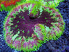 Maxi Mini Carpet Anemone