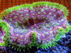 Maxi Mini Carpet Anemone