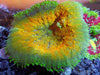 Maxi Mini Carpet Anemone