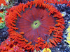 Big Red Rock Anemone