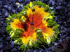 Frosted Lava Forest Rock Anemone