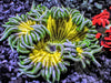 Lemon Lime Zebra Rock Anemone