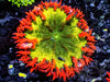 Lava Forest Rock Anemone