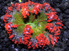 Frosted Christmas Wreath Rock Anemone