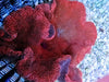 Red Haddoni Carpet Anemone - WYSIWYG