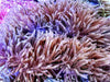 Purple tip Heteractis magnifica Anemone--Bright Pink-Purple base - WYSIWYG