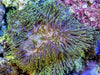 Green Heteractis magnifica Anemone