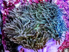 Pink-Purple Base Green Heteractis magnifica Anemone