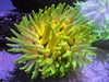 Mustard Long Tentacle Anemone