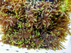 Lemon-Lime tip Leathery Anemone