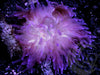 Purple Long Tentacle Anemone