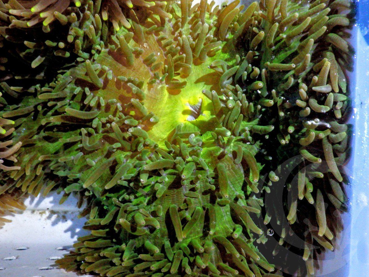 Bicolor Leathery Anemone