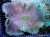 Unusual Multicolor Haddoni Carpet Anemone