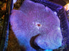 Purple Haddoni Carpet Anemone 