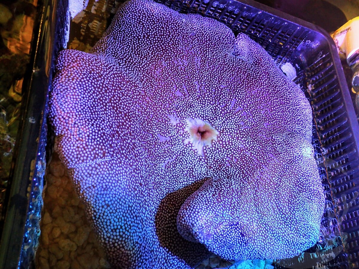 Purple Haddoni Carpet Anemone