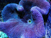 Blue Haddoni Carpet Anemone